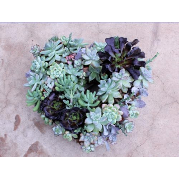 SuperMoss 11" Heart Living Wreath - No Soil Needed