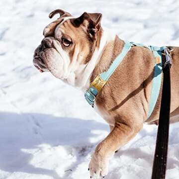 Anavia Slide On Silent Pet ID Tags, S/M/L/XL Personalized Gold Black Stainless Steel Customized Engraved Cat Dog Name Tags, Glossy Finish Chew-Proof Quiet Dog Collar Tag (X-Large, Rose Gold)