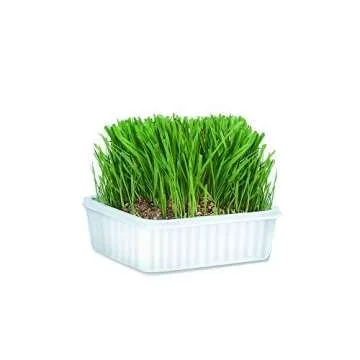 Miracle Care Cat-A'bout Cat Grass For Indoor Cats, 5.25 oz, Cat Grass Growing kit for all cats, Cat Grass Growing Kit Includes Potting Mix, Seeds, and Container