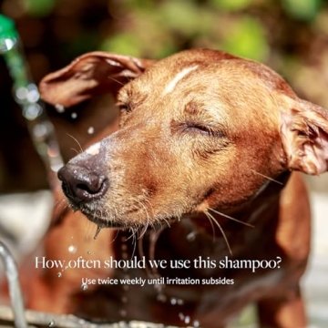 Antiseptic Antifungal Medicated Shampoo for Dogs Cats