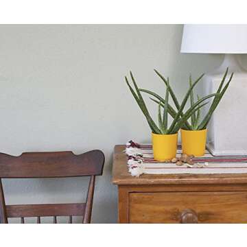 Costa Farms Aloe Vera Live Indoor House Plant, 7-Inches Tall, Grower Pot