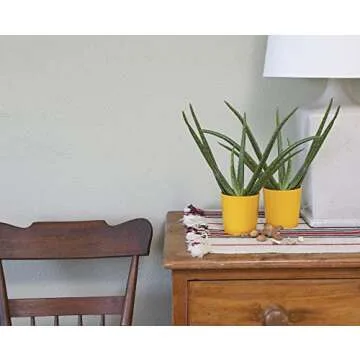 Costa Farms Aloe Vera Live Indoor House Plant, 7-Inches Tall, Grower Pot