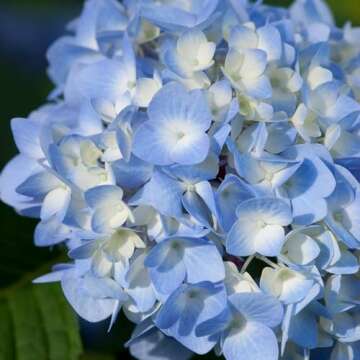 Endless Summer Hydrangea, Blue, 1 Gal, Vibrant Blooms