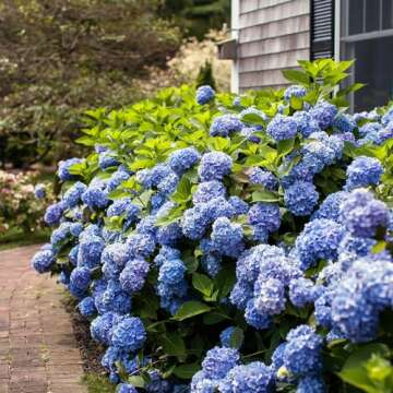 Endless Summer Hydrangea, Blue, 1 Gal, Vibrant Blooms