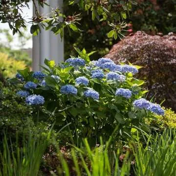 Endless Summer Hydrangea, Blue, 1 Gal, Vibrant Blooms