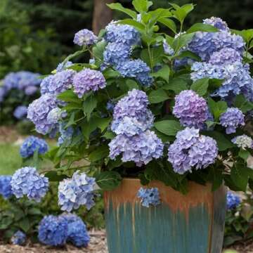 Endless Summer Hydrangea, Blue, 1 Gal, Vibrant Blooms