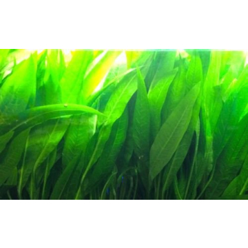 Amazon Sword Plants - Echinodorus Bleheri for Aquariums - Buy 2 Get 1 Free