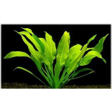 Amazon Sword Plants for Thriving Aquariums - Buy2Get1Free