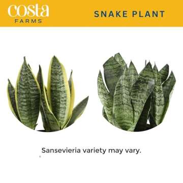 Costa Farms Sansevieria Grower's Choice Snake Live Indoor Plant, 12-Inches Tall, Grower Pot