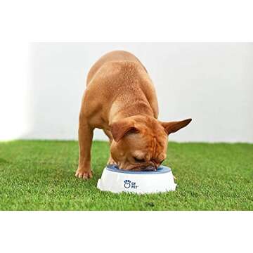 GF Pet Ice Bowl - Keeps Water Cool for Hours