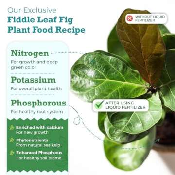 Premium Fiddle Leaf Fig Food for Thriving Plants