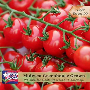 Clovers Garden Sweet 100 Tomato Plants - Two Live Plants