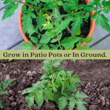 Clovers Garden Sweet 100 Tomato Plants - Two Live Plants