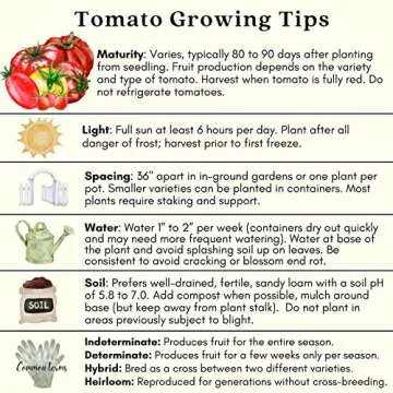 Clovers Garden Sweet 100 Tomato Plants - Two Live Plants