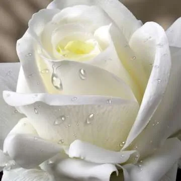 Eyamumo Fake Flowers, Faux Silk Real Touch Artificial Rose Flowers for Decoration DIY, Wedding Party, Home Office Decoration and Dining Table Centerpiece, 7Pcs (White-30cm, 30CM)