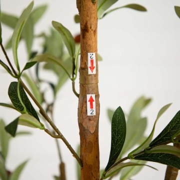 Nearly Natural 7FT Tall Olive Tree for Home Decor
