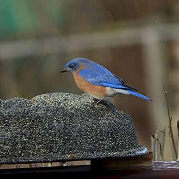 Farm Innovators Heated Birdbath for Year-Round Outdoor Fun