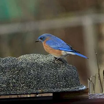 Farm Innovators Heated Birdbath for Year-Round Outdoor Fun