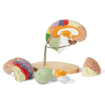 Human Brain Model for Study and Research