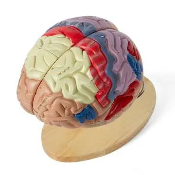 Human Brain Model for Study and Research