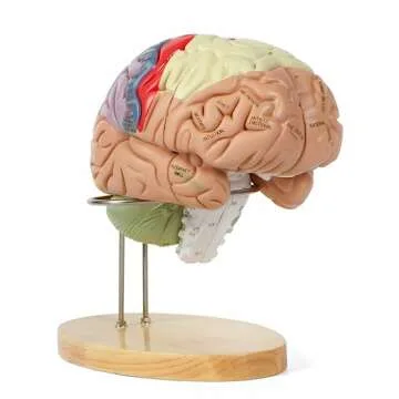 Human Brain Model for Study and Research