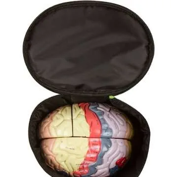 Human Brain Model for Study and Research