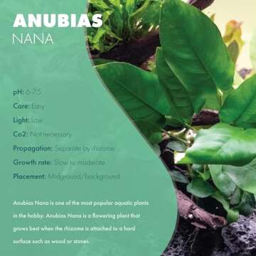 SubstrateSource Anubias Live Aquarium Plants - Potted Freshwater Plant for Fish Tanks, Terrariums - ...