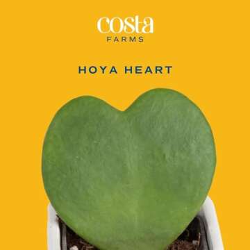 Costa Farms Hoya Heart Live Plant, Succulent-Like Houseplant in Cute Love Decor Plant Pot, Potting S...