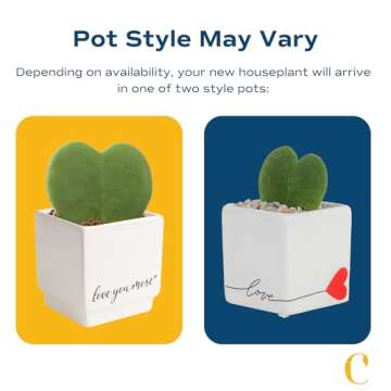 Costa Farms Hoya Heart Live Plant in Cute Love Pot