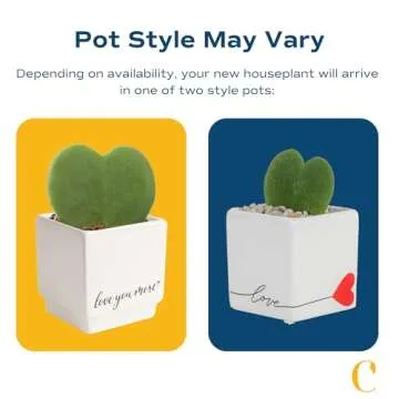 Costa Farms Hoya Heart Live Plant in Cute Love Pot