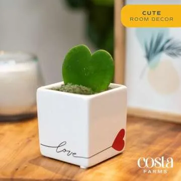 Costa Farms Hoya Heart Live Plant in Cute Love Pot