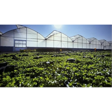 MYOYAY Greenhouse Plastic Sheeting 36 x 24 ft Durable Cover