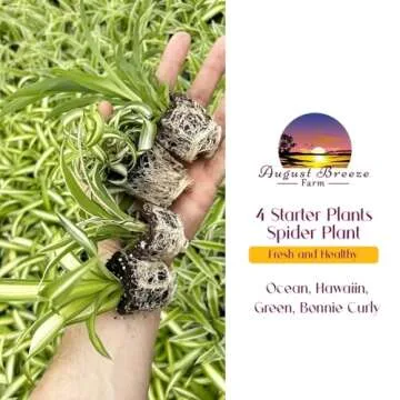 Spider Plant Variety Pack - 4 Live Starter - Ocean, Hawaiian, Green, Bonnie Curly - Perfect for Home...