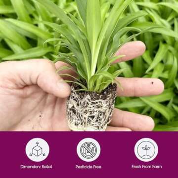 Spider Plant Variety Pack - 4 Live Starter - Ocean, Hawaiian, Green, Bonnie Curly - Perfect for Home Garden & Office Decor - Happy & Healthy Plants - Ideal for Indoor Air Quality & Easy to Care