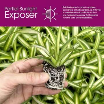 Spider Plant Variety Pack - 4 Live Starter - Ocean, Hawaiian, Green, Bonnie Curly - Perfect for Home Garden & Office Decor - Happy & Healthy Plants - Ideal for Indoor Air Quality & Easy to Care