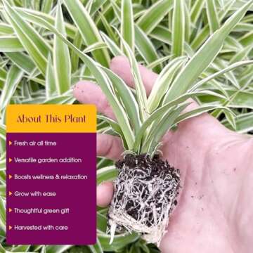 Spider Plant Variety Pack - 4 Live Starter - Ocean, Hawaiian, Green, Bonnie Curly - Perfect for Home Garden & Office Decor - Happy & Healthy Plants - Ideal for Indoor Air Quality & Easy to Care