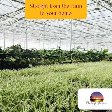 Spider Plant Variety Pack - 4 Live Starter - Ocean, Hawaiian, Green, Bonnie Curly - Perfect for Home Garden & Office Decor - Happy & Healthy Plants - Ideal for Indoor Air Quality & Easy to Care