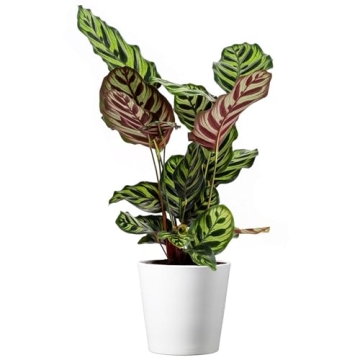 American Plant Exchange Calathea Makoyana with White Pot Cover - Perfect Indoor Plant for Home and O...