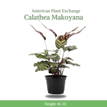 Calathea Makoyana Indoor Plant - Easy Care, Pet Safe Houseplant