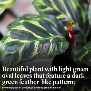 Calathea Makoyana Indoor Plant - Easy Care, Pet Safe Houseplant