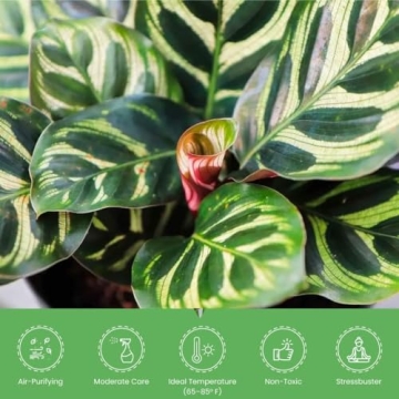 Calathea Makoyana Indoor Plant - Easy Care, Pet Safe Houseplant