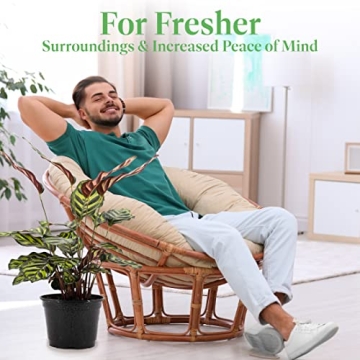 Calathea Makoyana Indoor Plant - Easy Care, Pet Safe Houseplant