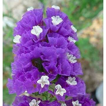 Stunning Statice Sea Lavender 100+ Seeds for Beautiful Gardens