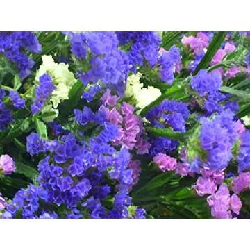 Stunning Statice Sea Lavender 100+ Seeds for Beautiful Gardens