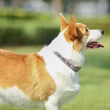 ROKHEVN Reflective Personalized Dog Collar in Vibrant Colors