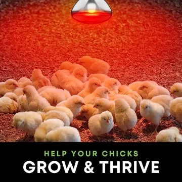 250W R40 Infrared Heat Lamp Bulbs 2-Pack