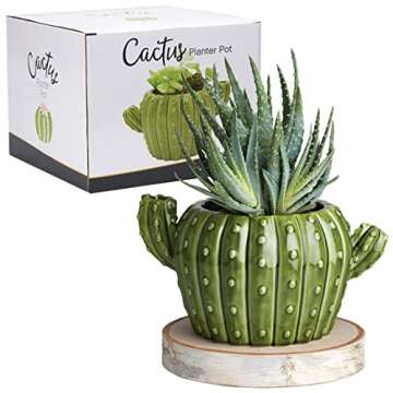 Charming Ceramic Planter for Air Plants and Succulents