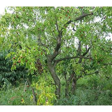 [Western Sages] Hand Knotted 108 Mala Beads, Authentic Korean Jujube Wooden Beads 대추나무 염주 (6mm)