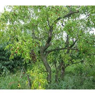 [Western Sages] Hand Knotted 108 Mala Beads, Authentic Korean Jujube Wooden Beads 대추나무 염주 (6mm)