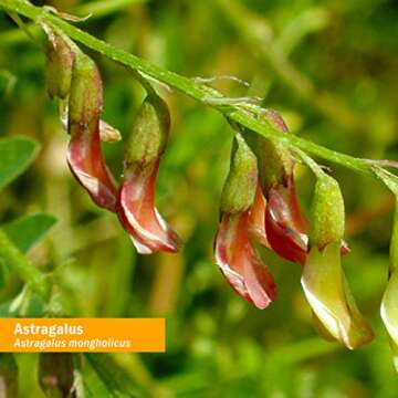 Herb Pharm Certified Organic Astragalus Liquid Extract for Immune System Support - 4 Ounce